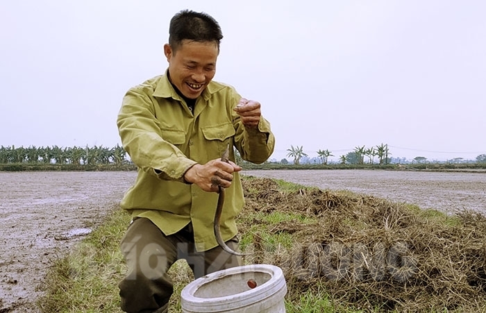 Lươn đồng khan hiếm, giá 300 ngàn/kg, 1 ngày đi câu có triệu bạc