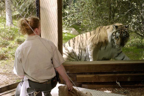 Mỹ phát hiện sư tử ho khan, hổ nhiễm Covid-19