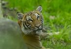 Coronavirus: Tiger at Bronx Zoo tests positive for Covid-19