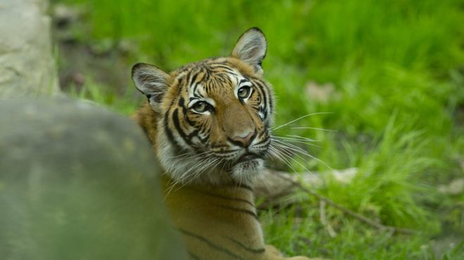 Coronavirus: Tiger at Bronx Zoo tests positive for Covid-19