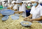 Cashew export tipped to recover strongly after pandemic