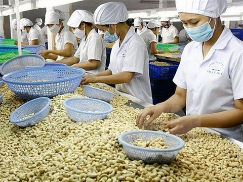 Cashew export tipped to recover strongly after pandemic