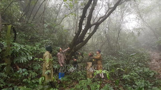 VN diversifies investments in special-use forests