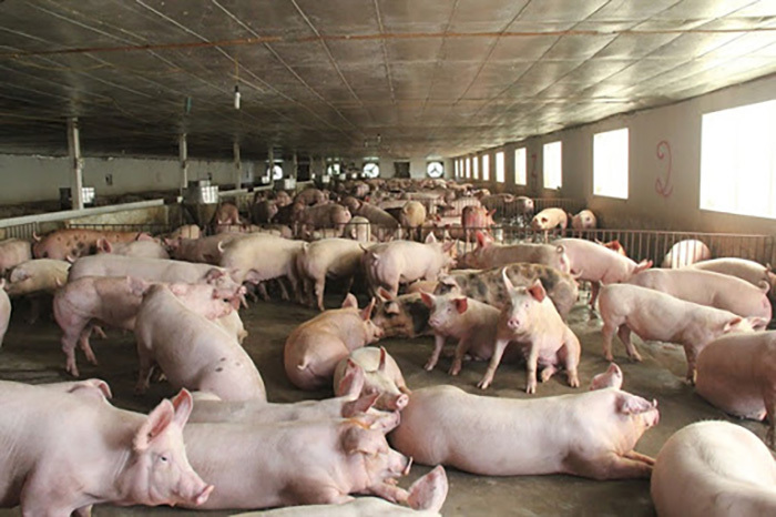 Giá thịt lợn hơi xuất chuồng đang có xu hướng tăng