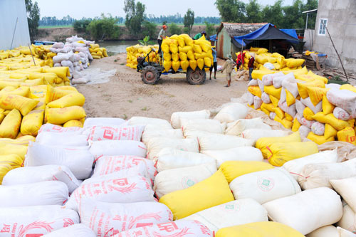 rice export,Covid-19,food security,vietnam economy
