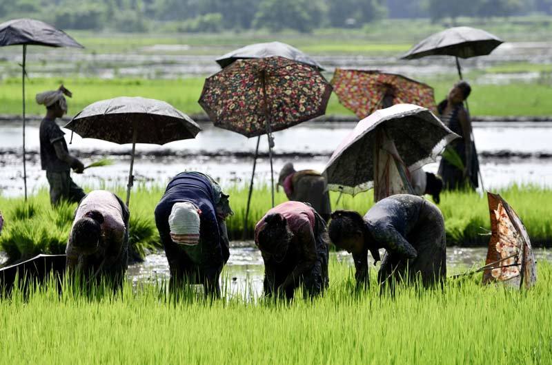 Toàn cầu mua gom tích trữ, giá gạo vọt lên cao nhất 7 năm