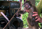 Rare primate returned to nature in Tuyen Quang