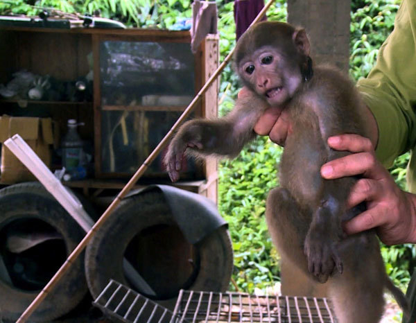 Rare primate returned to nature in Tuyen Quang