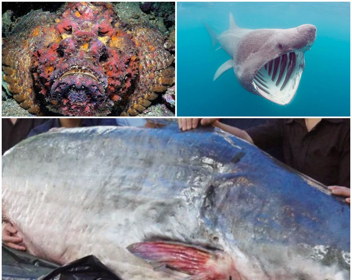 Phạt loạt nhà hàng nổi tiếng Đà Nẵng vì lưu giữ các loại cá cực quý