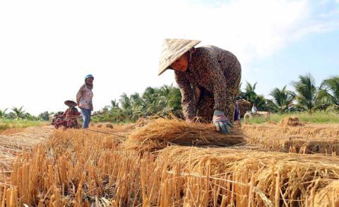 Seawater filtering, water transfer will not save the Mekong Delta: expert