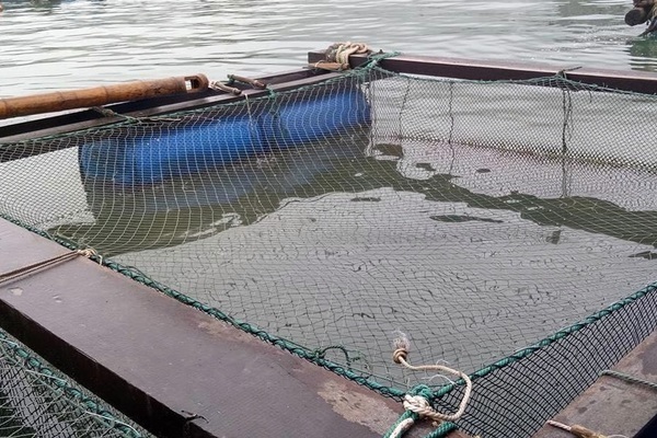 Liều nuôi cá lồng, nông dân Liệp Tè lãi đậm, thoát nghèo