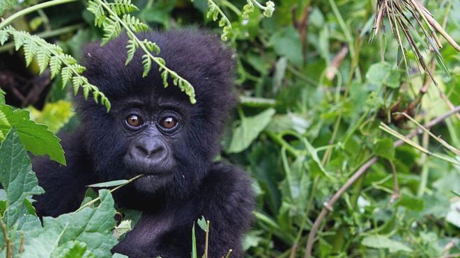 Coronavirus: Great apes on lockdown over threat of disease