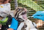 Endangered clouded leopard kittens born at US zoo