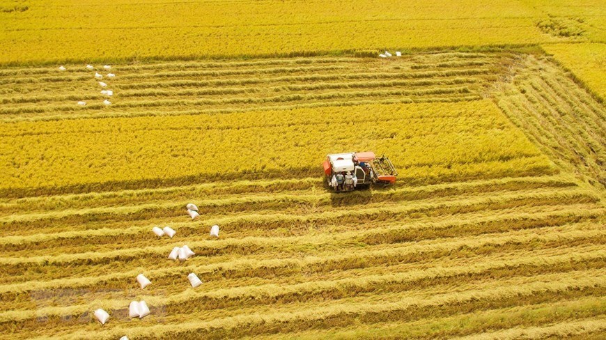 Mekong Delta enjoys bumper rice crop