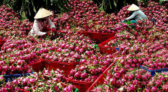Farm exports to EU and US stuck, Vietnam looks to China, ASEAN