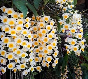 Thềm nhà treo toàn hoa lan rừng quý hiếm của trai 9X tỉnh Đắk Nông