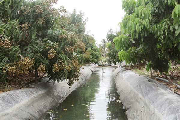Soc Trang islet farmers beat saltwater intrusion, drought by storing water