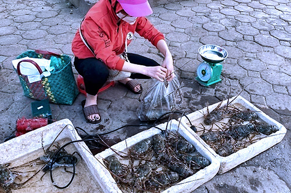 Hải sản 'nhà giàu' rẻ chưa từng có, bán la liệt vỉa hè