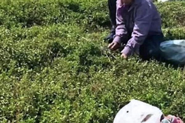 Nghe tên tưởng vô giá trị, hóa ra ở Việt Nam nay trồng nhiều thu tiền 'khủng'