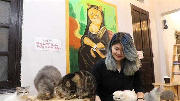 Feline cafe is winning the hearts of Hanoians