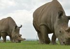 Northern white rhinos: The audacious plan that could save a species