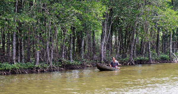 Kien Giang households allotted forests for conservation, exploitation protect them well