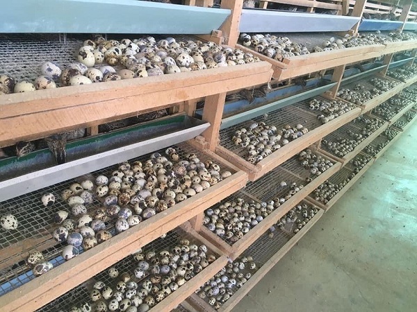 18.000 đồng 100 quả trứng cút, người nuôi bán tháo đàn bù lỗ trăm triệu