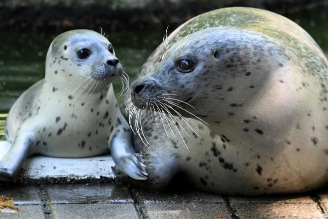 Quá túng thiếu do đại dịch, sở thú Đức phải tính kế cho động vật ăn nhau