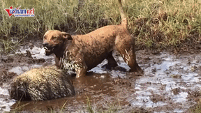 Chó pitbull 'ôm hận' vì quyết chiến đến cùng với nhím