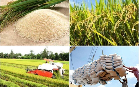 Bộ Tài chính đề nghị Bộ Công an điều tra về xuất khẩu gạo