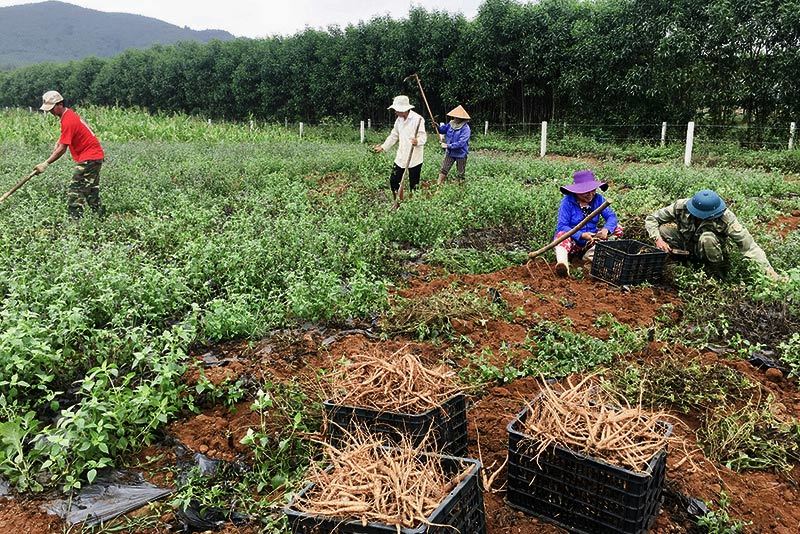 Hiệu quả mô hình trồng sâm Bố Chính trên đất đồi gò Sơn Tây  Xã hội  Báo  ảnh Dân tộc và Miền núi
