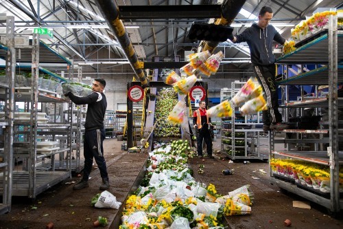 Nhổ bỏ hàng triệu cây hoa, nhà vườn đau xót không dám nhìn