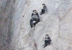 Black shanked douc langurs spotted in Ninh Thuan