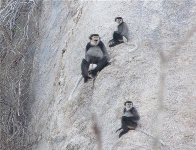 Black shanked douc langurs spotted in Ninh Thuan