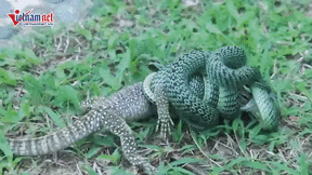 Thằn lằn giãy giụa tìm cách thoát khỏi miệng rắn lục