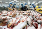 Mekong Delta catfish farmers worry about lower prices