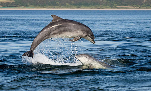 Dolphins return to Nha Trang, Binh Thuan beaches