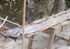 Quảng Ngãi: Hiếm thấy cá hố khủng dài 4,5 m tấp vào biển Bình Hải