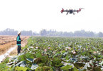 Dong Thap farmers adopt drones to spray crops