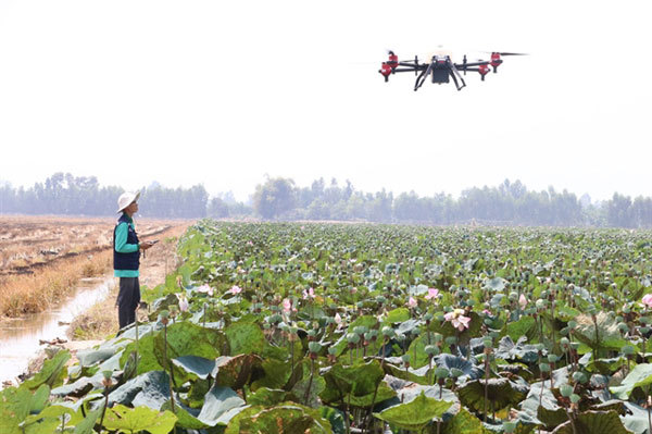 Dong Thap farmers adopt drones to spray crops