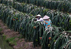 Farmers in the Mekong Delta continue switch to high-value crops