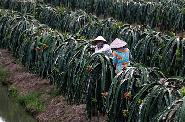 Farmers in the Mekong Delta continue switch to high-value crops