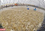 Vietnam’s capital of shrimp farming