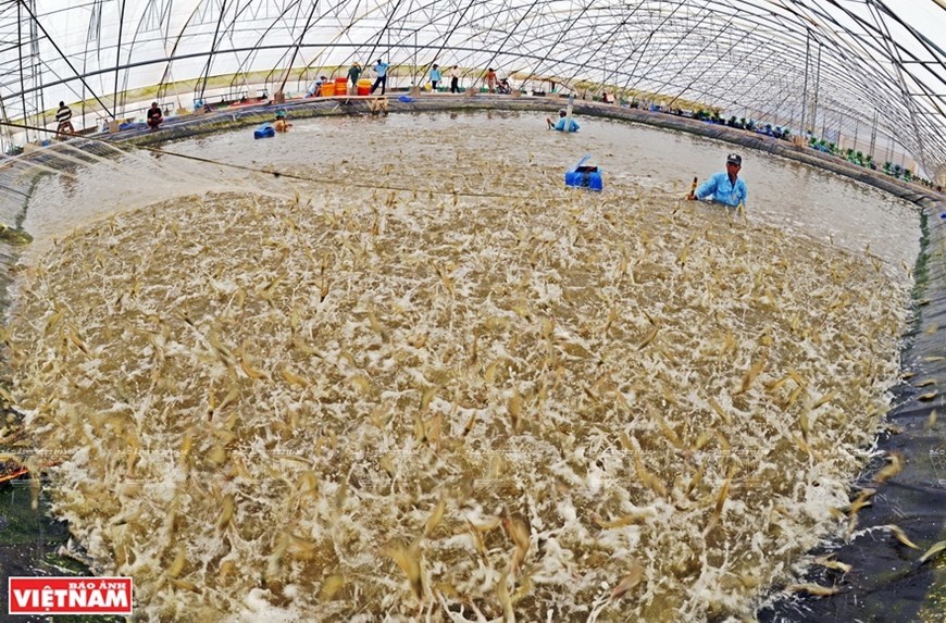 Vietnam’s capital of shrimp farming