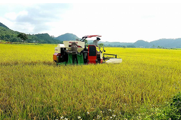 Yanmar Việt Nam thu máy gặt cũ, đổi máy gặt mới