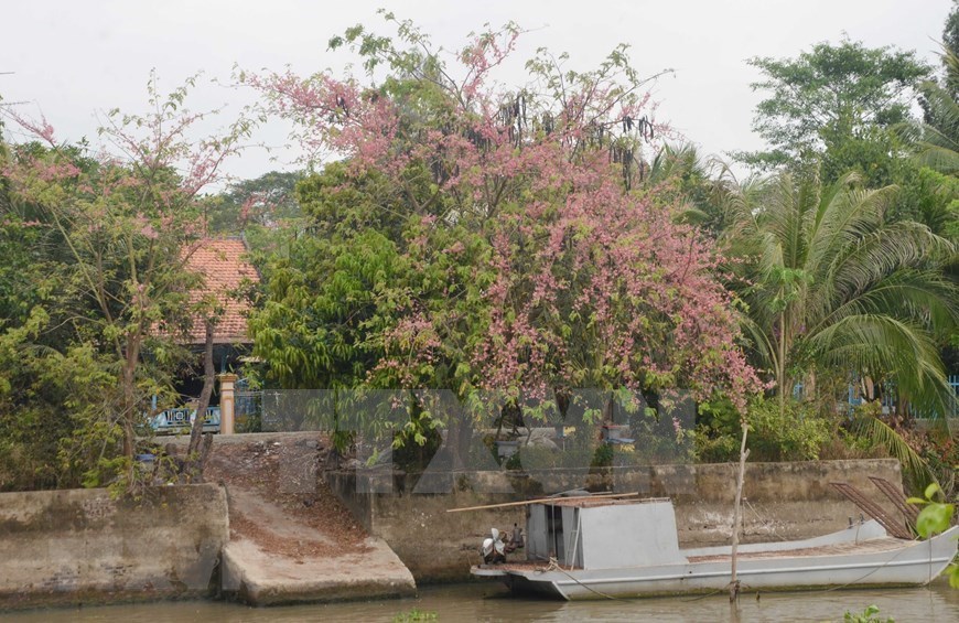 Pink shower blossoms bloom in Mekong Delta province