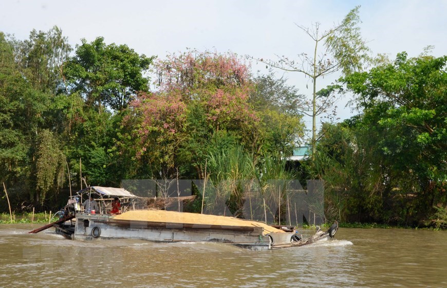 Pink shower blossoms bloom in Mekong Delta province