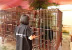 Three captive bears in Nam Dinh rescued and taken to Vietnam Bear Rescue Centre