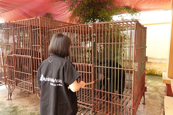 Three captive bears in Nam Dinh rescued and taken to Vietnam Bear Rescue Centre