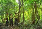 VN's special-use forests have ecotourism potential: experts